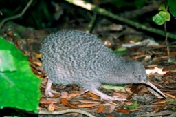 Auckland Trounson Kauri